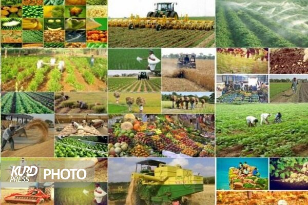 استاندار: سهم اشتغال بخش کشاورزی آذربایجان غربی ۱۶ درصد است