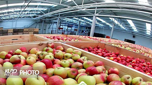 قطب سیب ایران در بلاتکلیفی؛ افزایش تولید و کاهش صادرات!