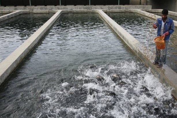 راه اندازی نخستین مزرعه مکانیزه تولید ماهیان گرمابی کشور در ایلام