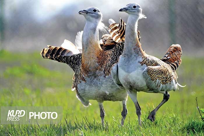 افزایش ٣٠ درصدی شمار گونه در خطر انقراض میش مرغ در بوکان