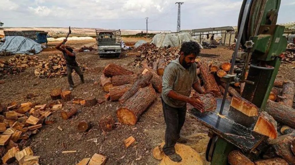ادامه قطع درختان زیتون کانتون عفرین توسط شبه‌نظامیان وابسته به ترکیه