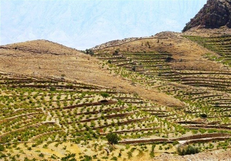 تبدیل اراضی دولتی به باغات انگور در ارومیه