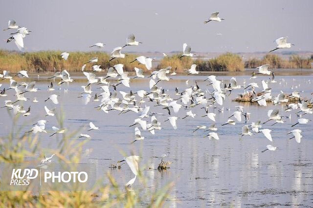 افزایش حضور پرندگان وحشی در تالاب های آذربایجان غربی