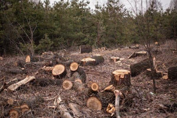 تداوم قطع درختان عفرین توسط شبه‌نظامیان وابسته به ترکیه