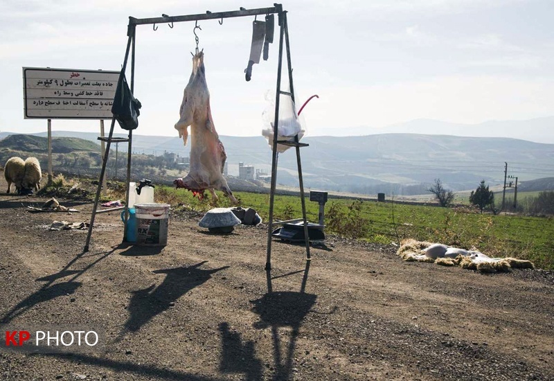 هشدار دامپزشکی به افزایش کشتار غیرمجاز دام در کردستان/کشف گوشت اسب در کشتارگاه های غیرمجاز
