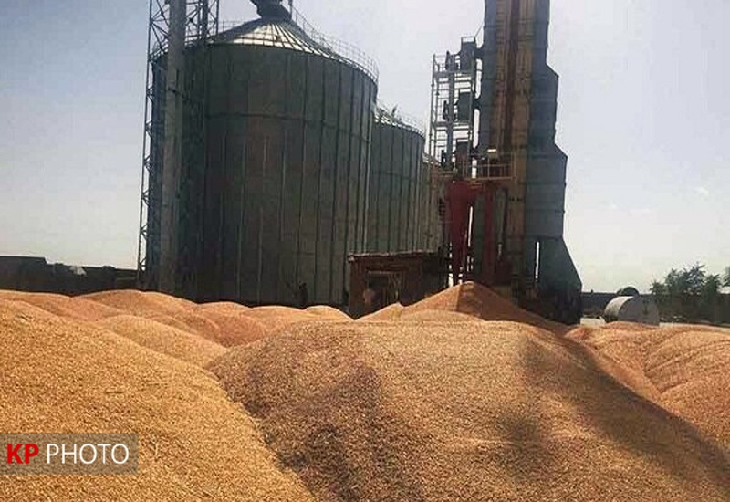 برآورد تولید یک میلیون تن گندم در کردستان