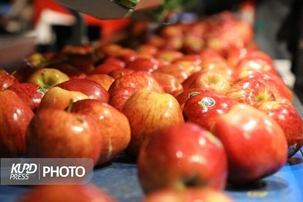 سیب صادراتی آذربایجان غربی میوه شب عید کشور می شود/ آمار سردخانه ها دقیق نیست!