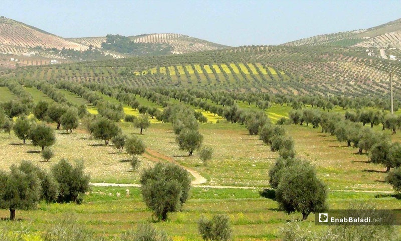 غارت محصول زیتون کردهای عفرین توسط شورشیان وابسته به ترکیه