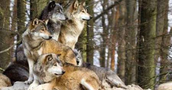 گرگ ها، 280 گوسفند را در دالاهو دریدند