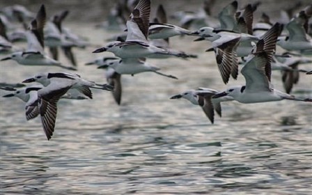 ۲۸۲ گونه پرنده در کردستان شناسایی شده است