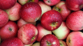 جشنواره ملی سیب مهاباد در پاییز برگزار می شود