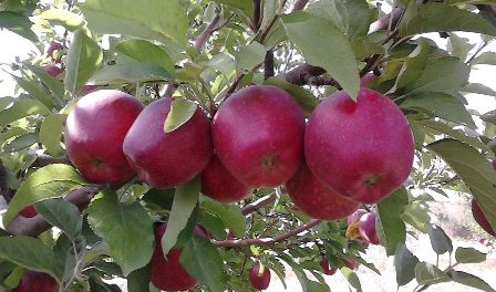 موانع صادراتی سیب بلای دامنگیر آذربایجان غربی/ داستان دوباره تکرار می شود؟