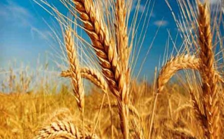 تصمیم اشتباه شورای اقتصاد، ایران را وارد کننده گندم کرد