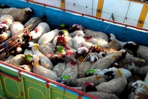کشف 101 راس دام قاچاق در مهاباد 