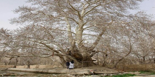 14 درخت کهنسال در کردستان ثبت ملی شدند
