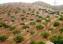 نابودی تدریجی جنگلها در اقلیم کردستان عراق