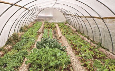 وزیر جهاد کشاورزی: نهضت تولید محصولات کشاورزی گلخانه ای در کشور در حال شکل گرفتن است