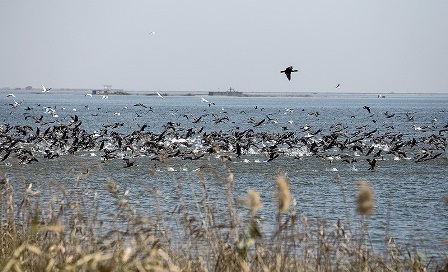 سرشماری زمستانی پرندگان در زیستگاه های آذربایجان غربی انجام می شود