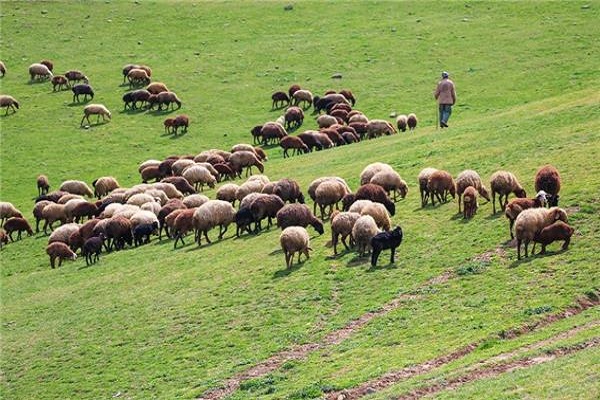 چرای دام های مازاد در مراتع کردستان ممنوع شد