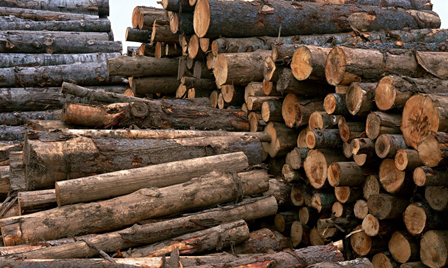 ١٠ تن چوب قاچاق در مهاباد کشف شد