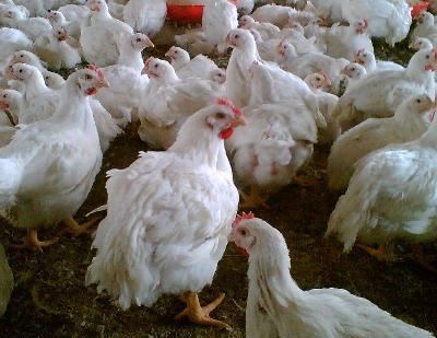 کشف هفت تن مرغ زنده قاچاق در دره شهر