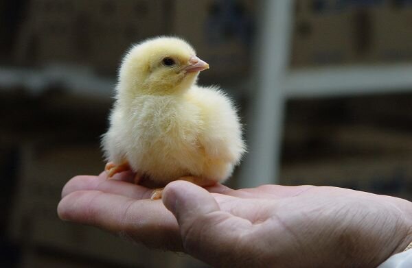 افزایش ۹۵ درصدی تولید مرغ در ایلام