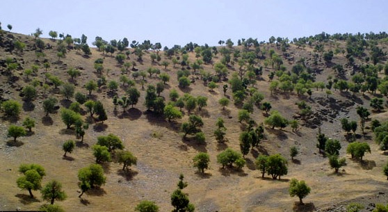 درخت «بنه»  سرمایه ای ارزشمند و مغفول مانده / محمود رستمی تبار