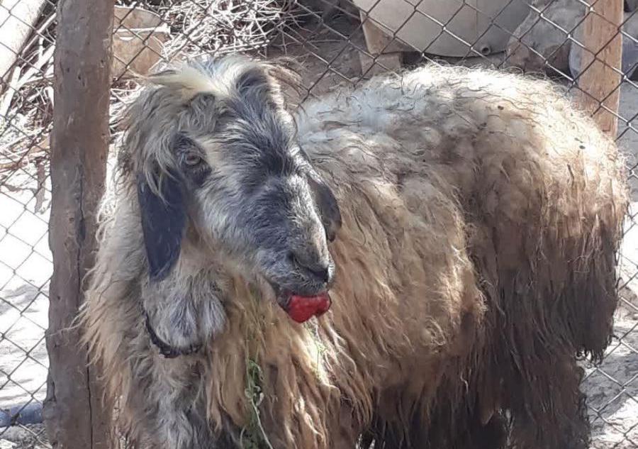 میادین دام آذربایجان غربی یک ماه تعطیل شدند