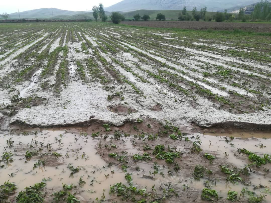 خسارت ۵۰ درصدی به مزارع گندم و کلزا در مهران