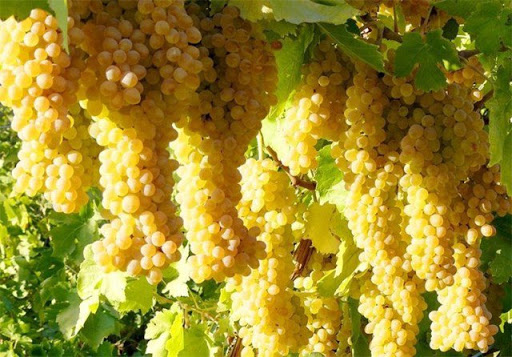 پیش بینی برداشت ۱۶۰ هزار تن انگور از تاکستان های کردستان