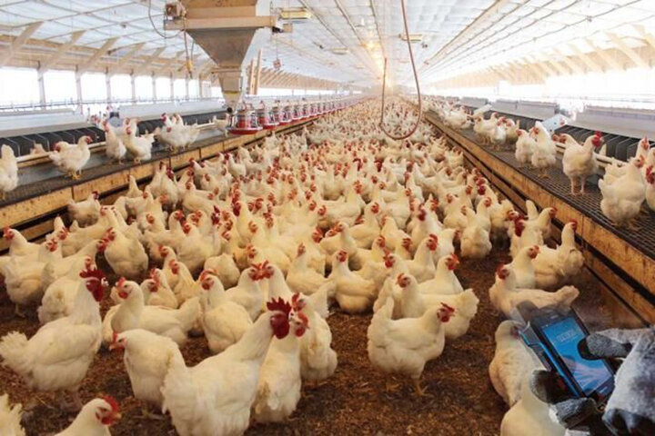کشف حدود 2 تن مرغ قاچاق در روانسر