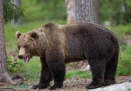 حمله خرس به دامدار ایلامی در پی ورود به زیستگاه