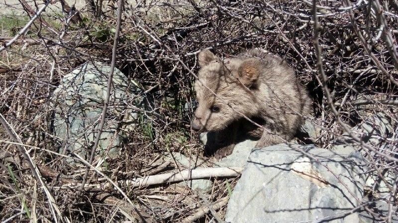 امکان نگهداری توله خرس در کردستان وجود ندارد/ بچه خرس سه ماهه به پارک طبیعت تهران منتقل می شود