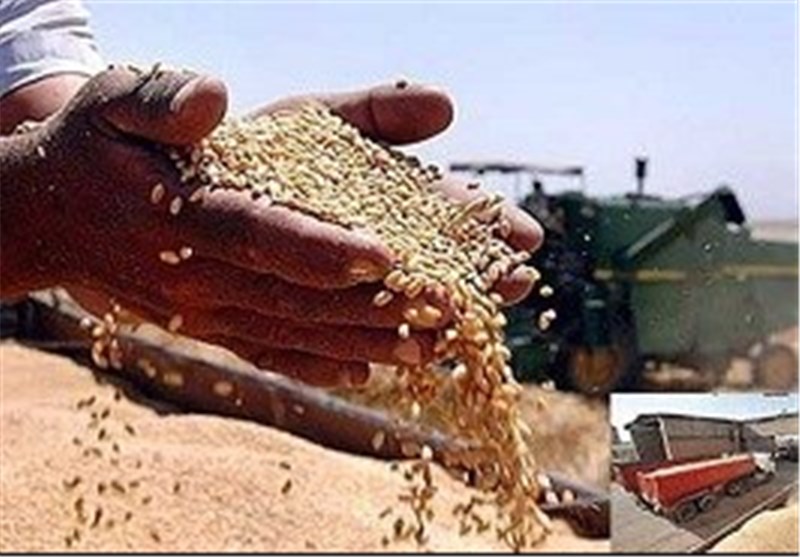 دولت از ذخایر استراتژیک غافل شده است/ تهدید کمبود گندم در ایران!