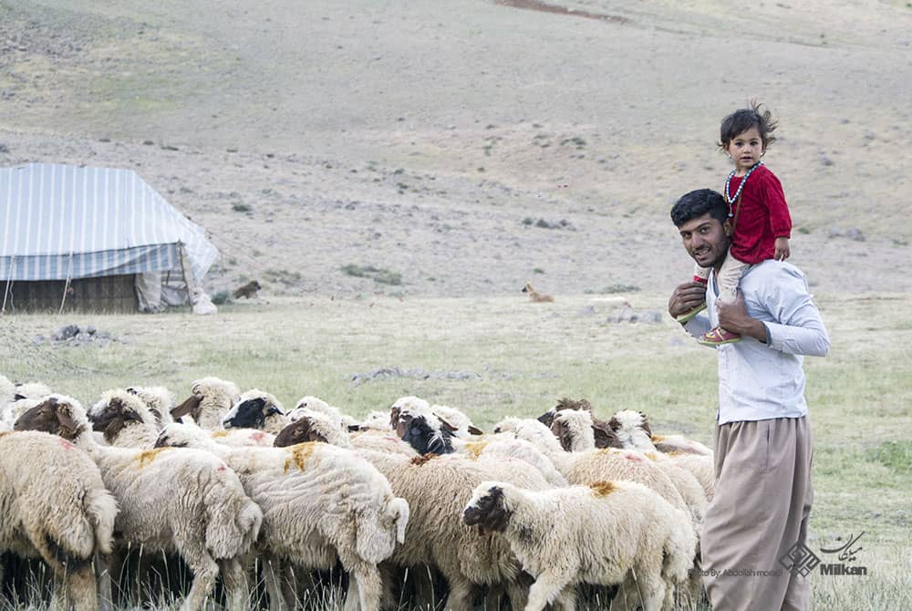 عشایر کرمانشاه گرفتار در برزخ بی‌توجهی‌های وزارت کشاورزی / بهزاد خالوندی 