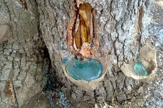 «سقز»، گنجی در دل کوه‌های ایلام / رائد ناصری فر*