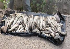 کشف و توقیف 95  قطعه ماهی از صیاد غیر مجاز در کامیاران
