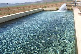 تولید بیش از۷ هزار تن ماهی توسط شیلات آذربایجان غربی