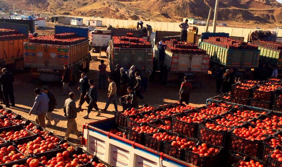 مبادله ۴۴۵ هزار تن محصولات کشاورزی از مراکز قرنطینه نباتی آذربایجان‌غربی