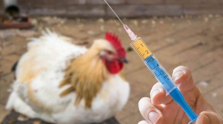 مرغداران شیوع بیماری های ویروسی طیور را در فصل سرما جدی بگیرند