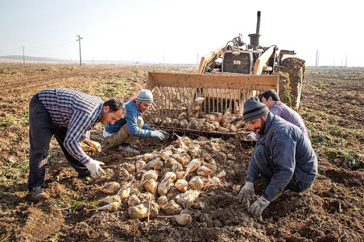 یک میلیون و ۶۷۰ هزار تن چغندر قند از مزارع آذربایجان غربی برداشت شد