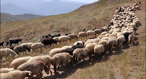 چوپان خیانت‌کار ۴۰۰ رأس گوسفند را در ایوان ربود!