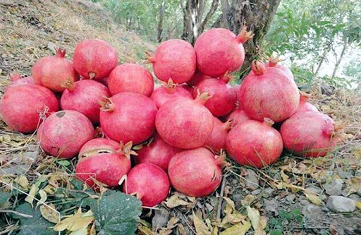 ھەناری ھەڵەبجە ھەناردەی فەرەنسا دەكرێت